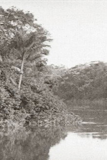 Amazonas, o Maior Rio do Mundo