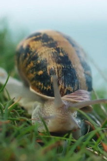 Escargots, le grand voyage du petit-gris