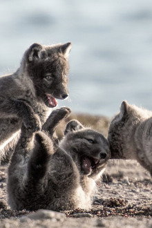 Canada: Surviving the Wild North