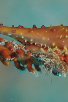 Shells: Shaped by Nature