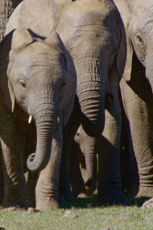 The Great Elephant Tale