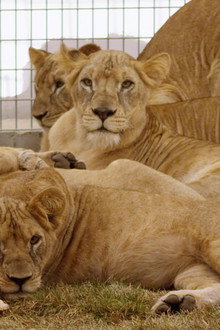 Lion Ark