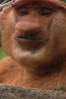 Clown of the Jungle: The Proboscis Monkey of Borneo