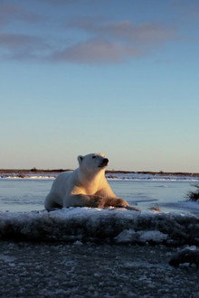 Wonders of the Arctic