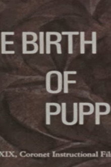 The Birth of Puppies