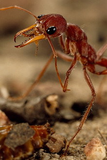 Bite, Sting, Kill