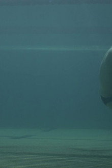 Diving In