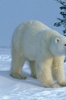 Attenborough Explores... Our Fragile World