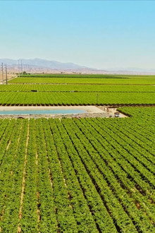 The Green Desert