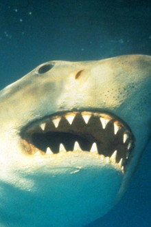 Shark Terror: The Real Jaws