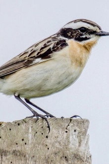 Vers un Monde Sans Oiseaux