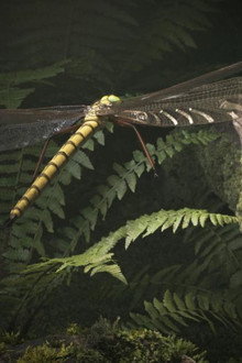 Mystérieux insectes, sur la piste des origines