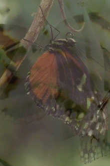 Las mariposas vuelan