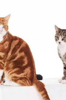 Cat Tales