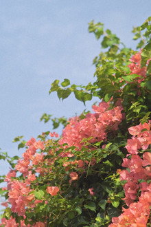 Pink&Pastel