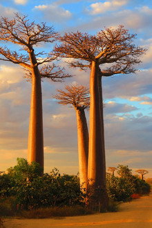 Madagascar, l'île sauvage