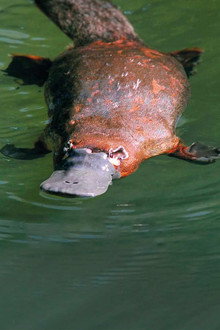 Platypus: World's Strangest Animal