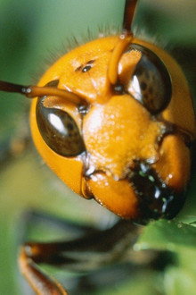Killer Hornets