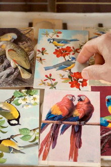 Langue des oiseaux