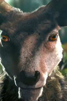 Anima