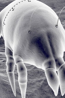 Gonna Get Along Without You Now (Dustmite)