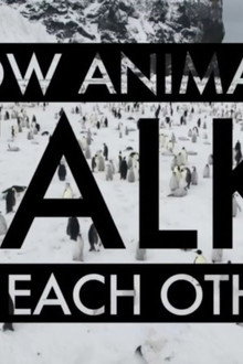 How Animals Talk To Each Other