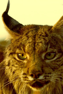 Chats et chiens sauvages