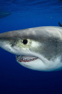 Great White vs Tiger Shark