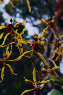 Homo Botanicus