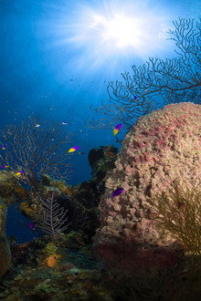 Jewels of the Caribbean Sea