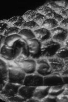 The Giant Gila Monster