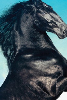 Black Beauty