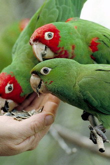 The Wild Parrots of Telegraph Hill