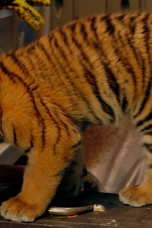 A Tiger's Tail