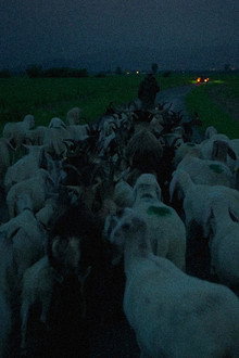 Lupi Nostri