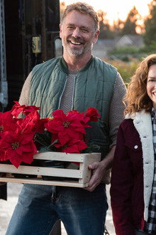 Poinsettias for Christmas