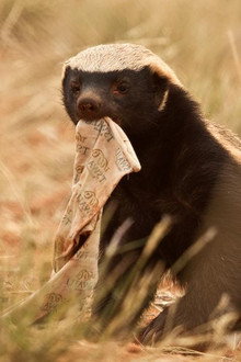 Ultimate Honey Badger