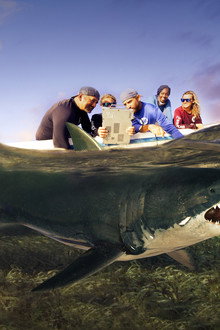 Shark Attack Files