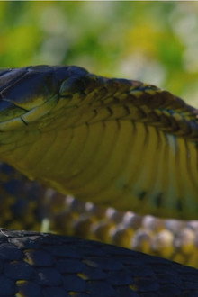 Snake Island: Wild & Deadly