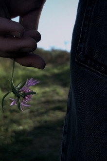 Centaurea