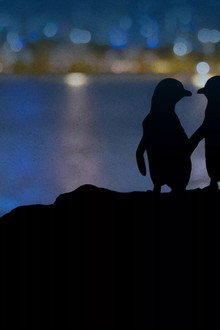 Meet the Penguins