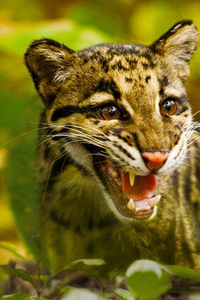 Return of the Clouded Leopards