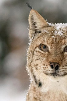 Transylvanie, un bestiaire fantastique
