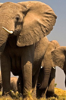 Soul of the Elephant