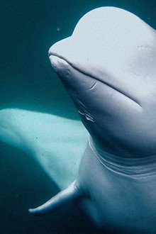 Secrets of the Spy Whale