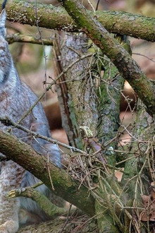 La forêt des félins: Chats sauvages et lynx du Harz