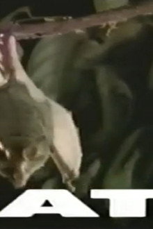 Predators of the Wild: Bats