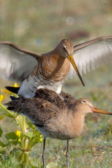 Wildlife in Windmill Country