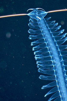 Abysses, la face cachée des océans