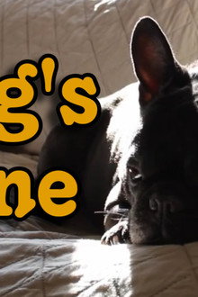 Dog's Bone